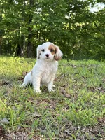 Molly, a female Cavapoo for sale in Greenville, MO – 10 of 10