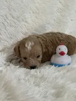 Danny, a male Bichon Frise and Cavapoo for sale in Greenville, MO – 4 of 7