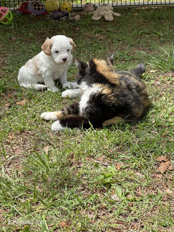 Peter – Cavapoo puppy for sale in Greenville, MO