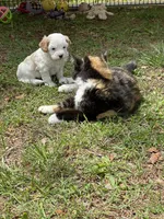 Peter, a male Cavapoo for sale in Greenville, MO – 5 of 5