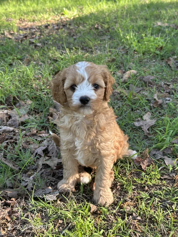 MACKY – Cavapoo puppy for sale in Greenville, MO