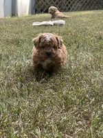 Tiny Donner, a male Bichon Frise and Cavapoo for sale in Greenville, MO – 3 of 6