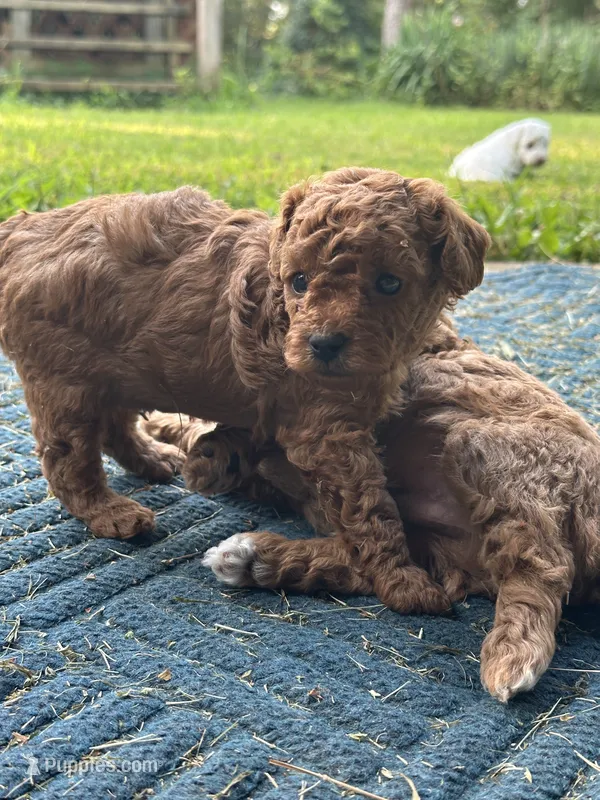 Suzy Q – Poodle - Miniature  puppy for sale in Greenville, MO