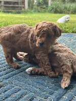 Suzy Q, a female Poodle - Miniature  for sale in Greenville, MO – 1 of 6