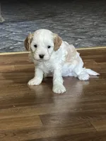 Peter, a male Cavapoo for sale in Greenville, MO – 4 of 5