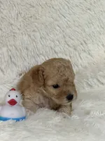 Denny, a male Bichon Frise and Cavapoo for sale in Greenville, MO – 2 of 6