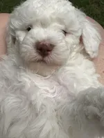 Teddy, a male Poodle - Miniature  for sale in Greenville, MO – 2 of 8