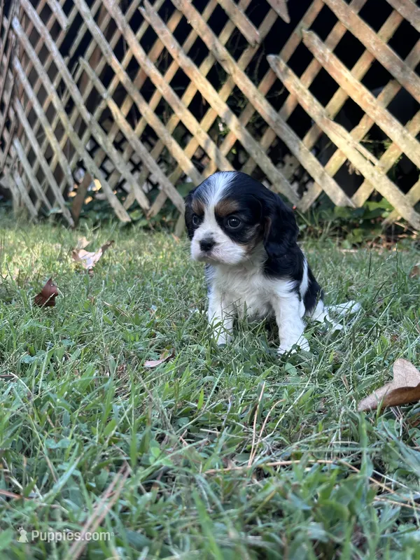Lainey – Cavalier King Charles Spaniel puppy for sale in Greenville, MO