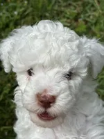 Lambchop, a male Poodle - Miniature  for sale in Greenville, MO – 1 of 5