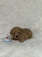 Drake, a male Bichon Frise and Cavapoo for sale in Greenville, MO – 5 of 6