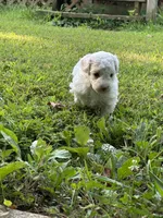Sara Lee, a female Poodle - Miniature  for sale in Greenville, MO – 8 of 9