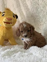 Jaxxon, a male Cavapoo for sale in Greenville, MO – Photo 7 of 7