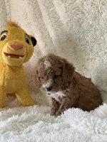 Jaxxon, a male Cavapoo for sale in Greenville, MO – Photo 6 of 7