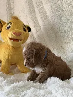 Jaxxon, a male Cavapoo for sale in Greenville, MO – Photo 5 of 7