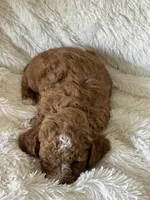 Jaxxon, a male Cavapoo for sale in Greenville, MO – Photo 2 of 7