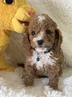 Jaxxon, a male Cavapoo for sale in Greenville, MO – Photo 1 of 7