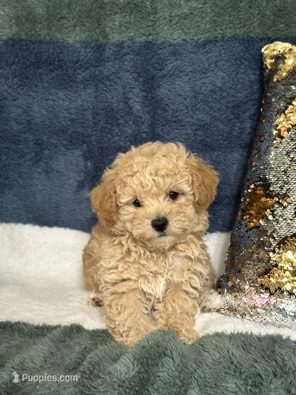Teddy – Poodle - Miniature  puppy for sale in Greenville, MO