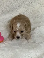 Darla Jo, a female Bichon Frise and Cavapoo for sale in Greenville, MO – 3 of 4