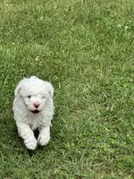 Lambchop, a male Poodle - Miniature  for sale in Greenville, MO – 4 of 5