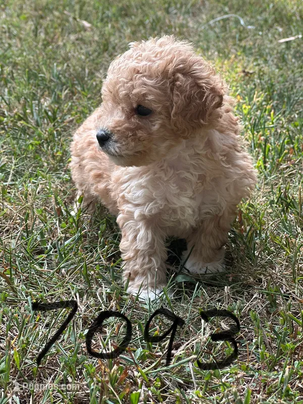 Drake – Bichon Frise, Cavapoo puppy for sale in Greenville, MO