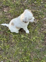 Molly, a female Cavapoo for sale in Greenville, MO – 9 of 10