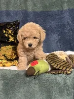 Teddy, a male Poodle - Miniature  for sale in Greenville, MO – 2 of 9