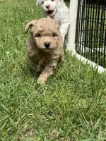 Casper, a male Poodle - Miniature  for sale in Greenville, MO – 2 of 9