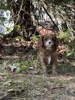 MILA, a female Cavapoo for sale in Greenville, MO – 6 of 9