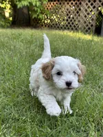 MIKE, a male Cavapoo for sale in Greenville, MO – 2 of 10