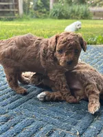 Suzy Q, a female Poodle - Miniature  for sale in Greenville, MO – 2 of 6