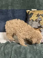 Teddy, a male Poodle - Miniature  for sale in Greenville, MO – 6 of 9