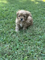 Hope, a female Cavapoo for sale in Greenville, MO – 5 of 7