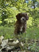 MILA, a female Cavapoo for sale in Greenville, MO – 4 of 9