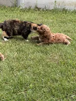 Ruby, a female Cavapoo for sale in Greenville, MO – 10 of 10