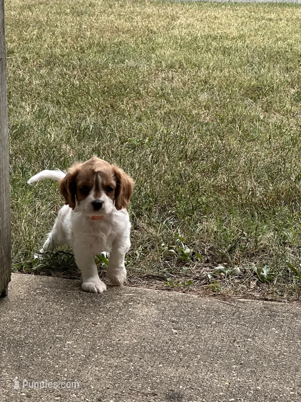 Remi – Cavalier King Charles Spaniel puppy for sale in Greenville, MO