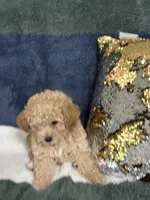 River, a male Poodle - Miniature  for sale in Greenville, MO – 3 of 3