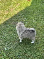 Bluey, a male Pomsky for sale in Greenville, MO – 5 of 10