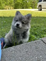 Bluey, a male Pomsky for sale in Greenville, MO – 2 of 10