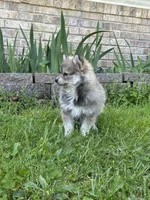 Bluey, a male Pomsky for sale in Greenville, MO – 4 of 10