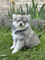 Bluey, a male Pomsky for sale in Greenville, MO – 8 of 10