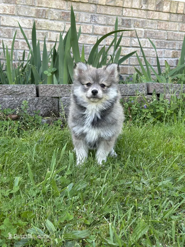 Bluey – Pomsky puppy for sale in Greenville, MO