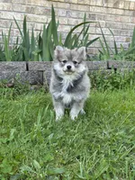 Bluey, a male Pomsky for sale in Greenville, MO – 1 of 10
