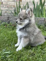 Bluey, a male Pomsky for sale in Greenville, MO – 7 of 10