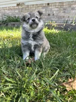 Ed, a male Pomsky for sale in Greenville, MO – Photo 5 of 9