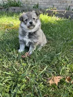 Ed, a male Pomsky for sale in Greenville, MO – Photo 4 of 9