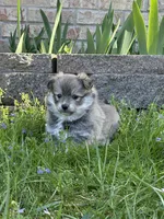 Ed, a male Pomsky for sale in Greenville, MO – Photo 9 of 9