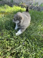 Ed, a male Pomsky for sale in Greenville, MO – Photo 6 of 9