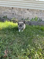 Ed, a male Pomsky for sale in Greenville, MO – Photo 8 of 9