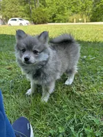 Bluey, a male Pomsky for sale in Greenville, MO – 6 of 10
