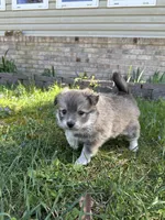 Ed, a male Pomsky for sale in Greenville, MO – Photo 2 of 9